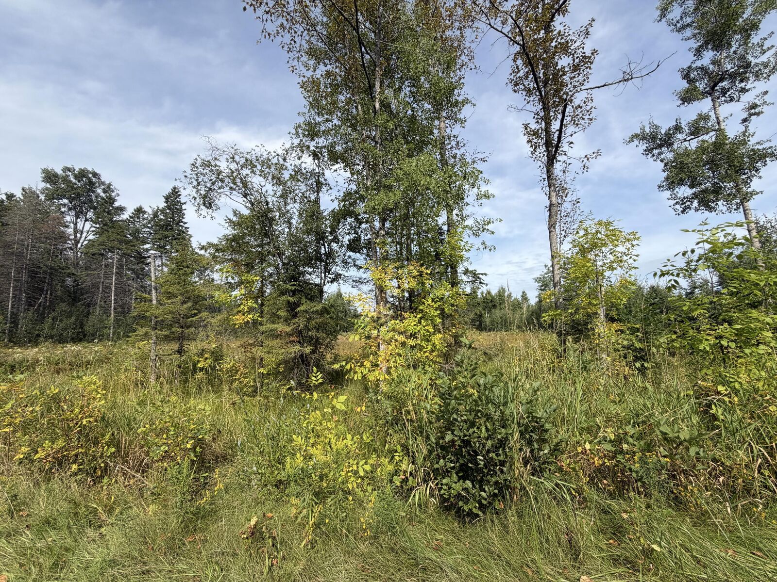 Property Photo: 368 Beaver Shores Drive MI 49753