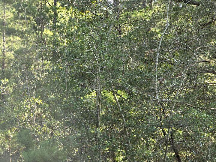 Property Photo:  Tbd Randi Road  FL 32539 