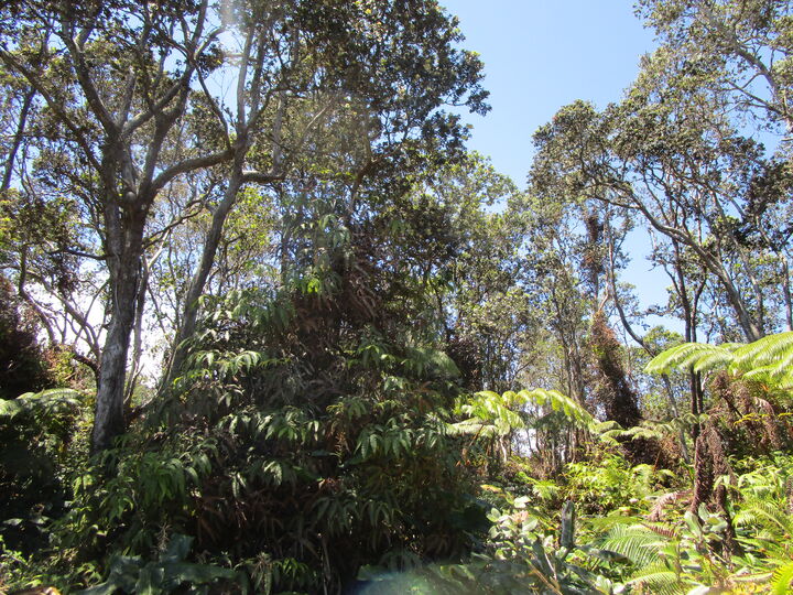 Property Photo:  Nahelenani St  HI 96785 