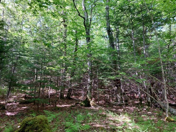 Property Photo:  Lot 8 Evanston Rd  NS B0E 1J0 