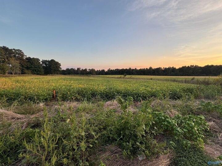 Property Photo:  6acres County Road 337  AL 35771 