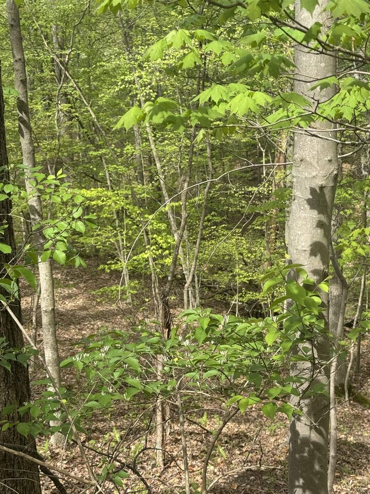 Property Photo: 0 Guyan River Road/Estate Dr WV 25702
