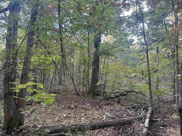 Property Photo: Tbd 56 Highway AR 72569