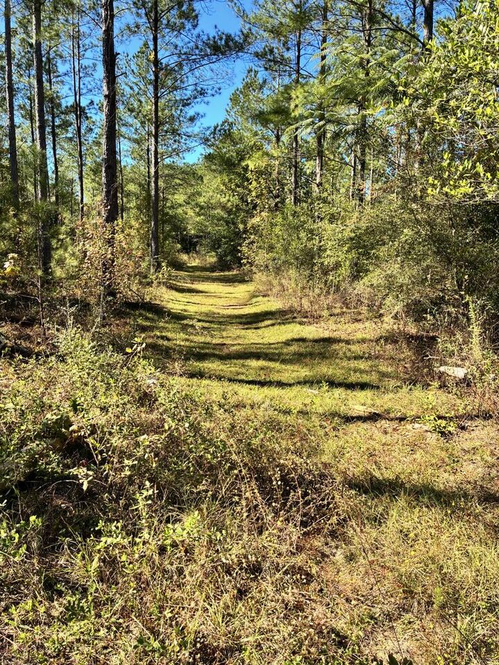 Property Photo:  0 County Road 117  AL 36311 